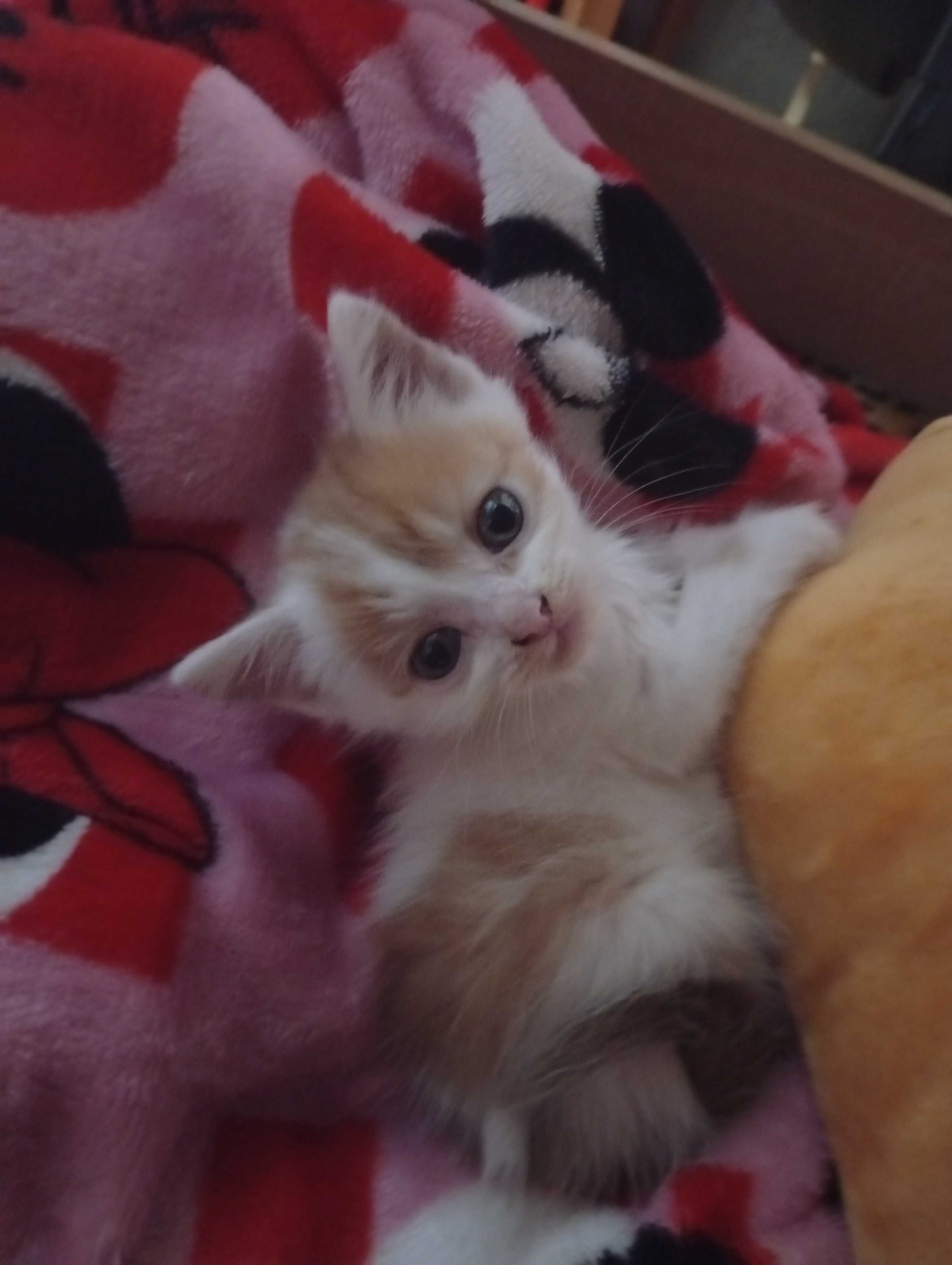 котики ищут новый дом