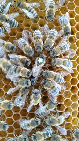 Бджолині матки Української степової породи Ф1(пчеломатки)