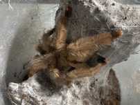 Psalmopoeus pulcher samiec 5DC - likwidacja hodowli