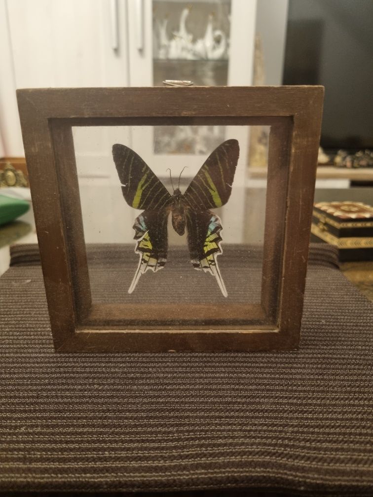 Motyl w gablotce
