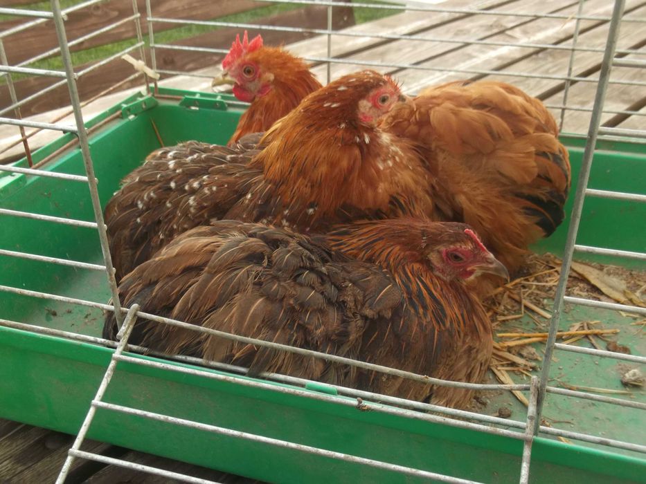 Kochin Miniaturowy 2+1