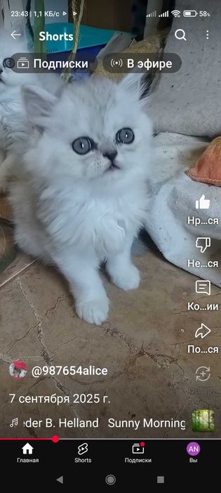 Серебристая шиншилла белая с тёмным носом пепельная котята