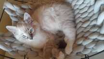 Kotki rasy Ragdoll
