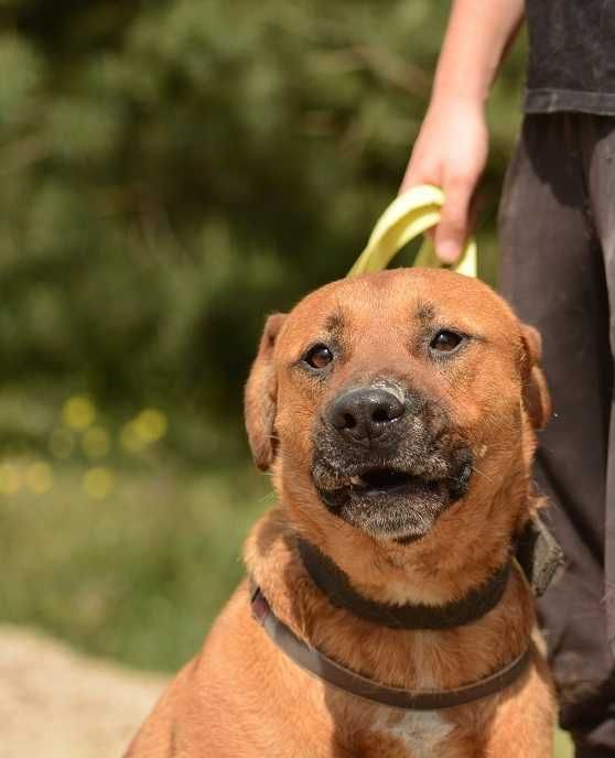 Nikt nie lubi rudych krótkowłosych, BUDDY tak długo czeka.ADOPCJA