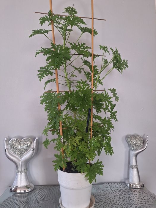 Duża roślina lecznicza anginka 90 cm Geranium