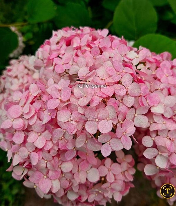 Древовидная гортензия Hayes Starburst и Magical Pinkerbell