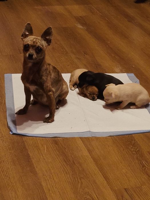 Sprzedam suczkę chihuahua