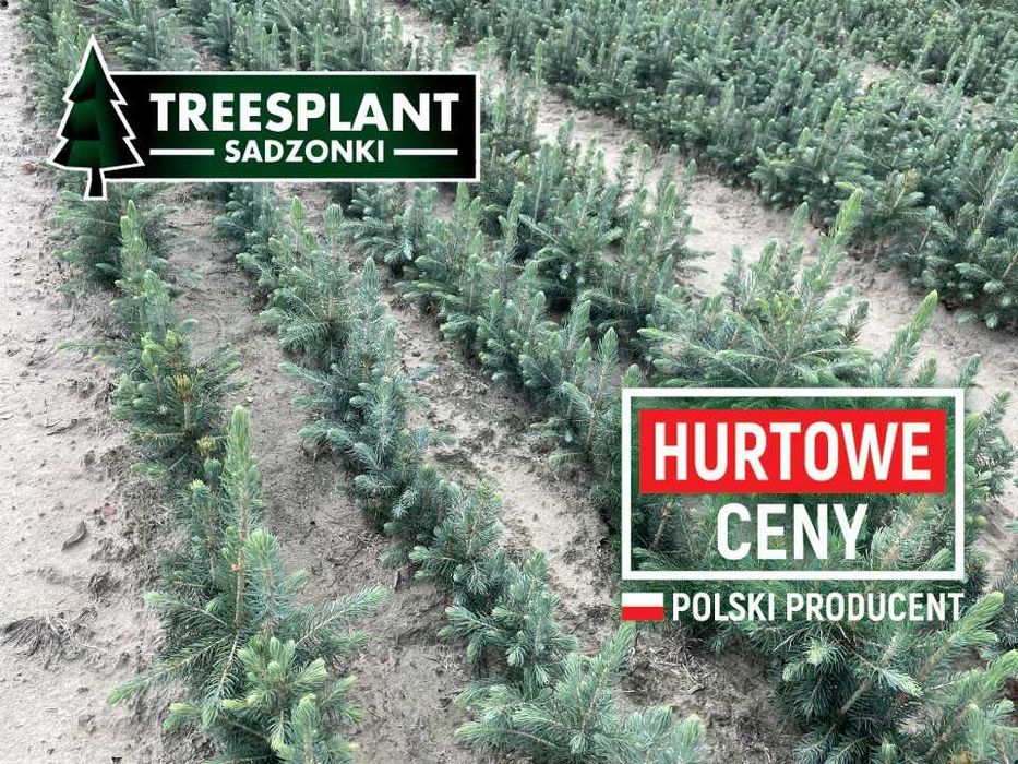 Hit! "Royal Blue" Świerk srebrny 2/1 premium /pospolity jodła kaukaska