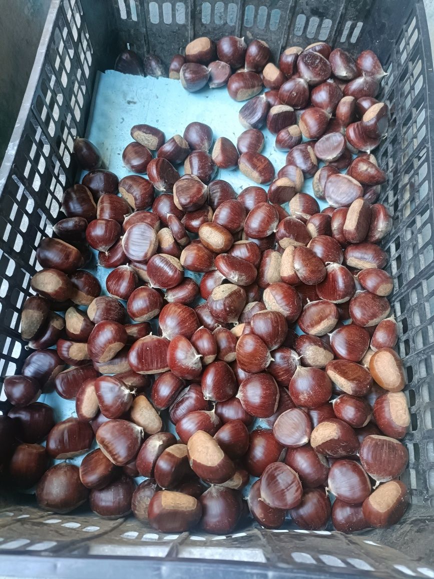 Vendo Castanhas nacionais