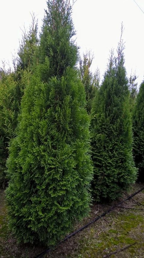 Tuja tuje szmaragd 250-280 cm. niepełna od spodu