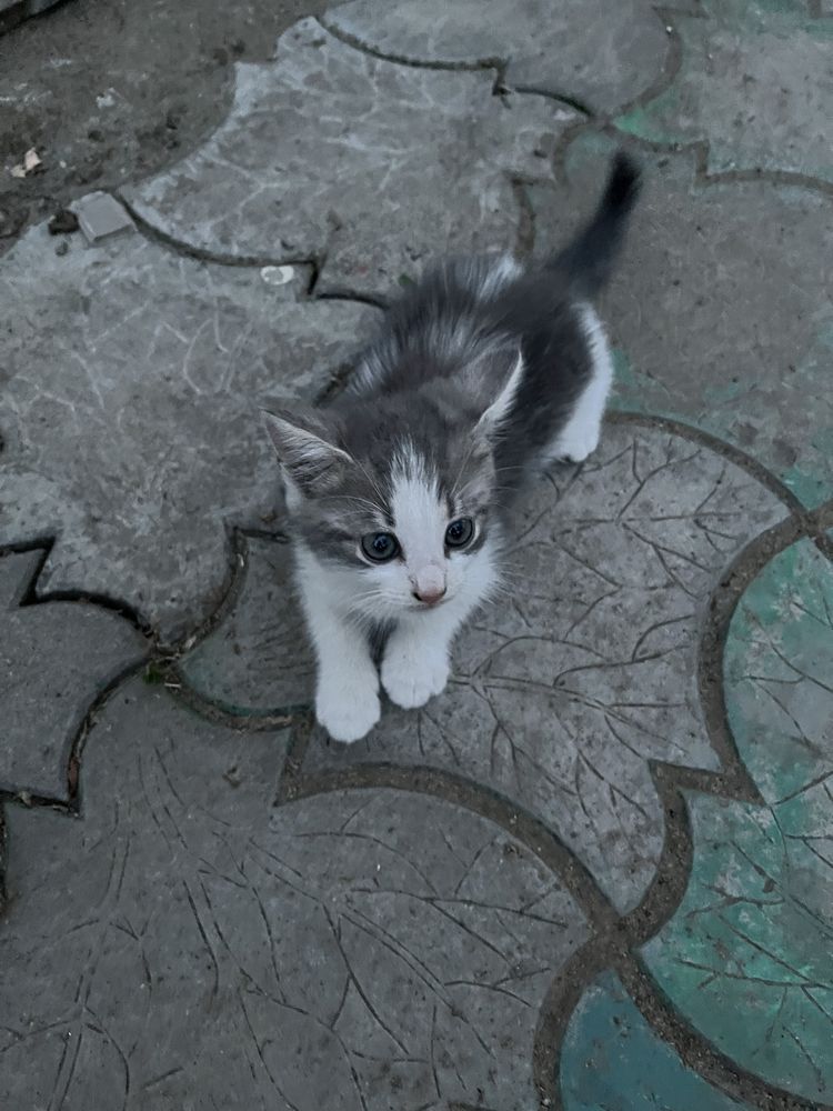 Кошенятка в добрі руки