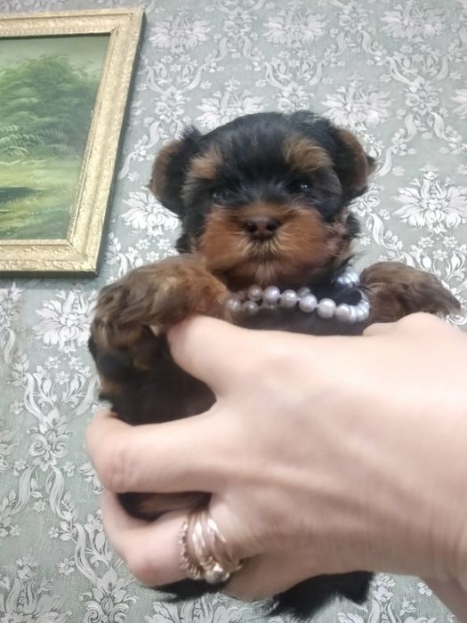 Продаются щенки йоркширского терьера