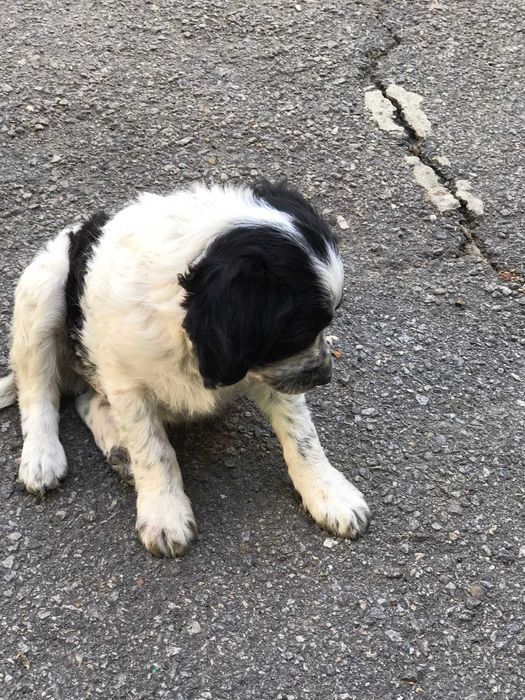 Прошу врятувати життя, забрати песика