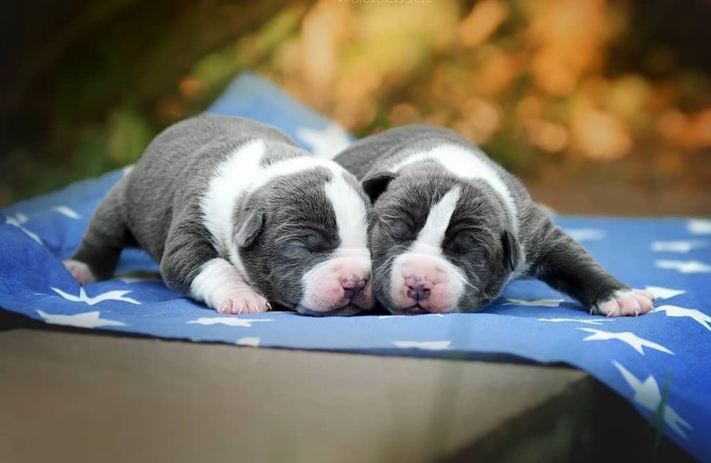 Голубые с белым и бело голубые малыши с родословной ..