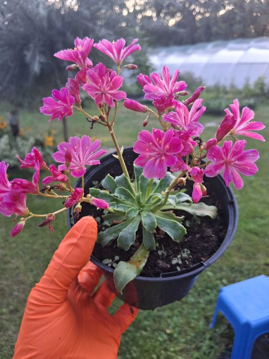 LEWIZJA lewisia roślina wieloletnia bylina