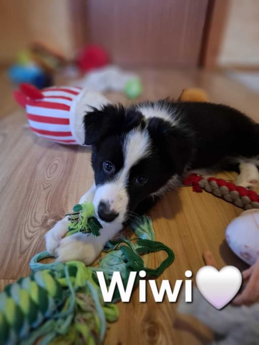 szczeniaki border colli FCI