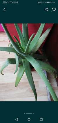Aloes aloe Vera leczniczy duzy okaz