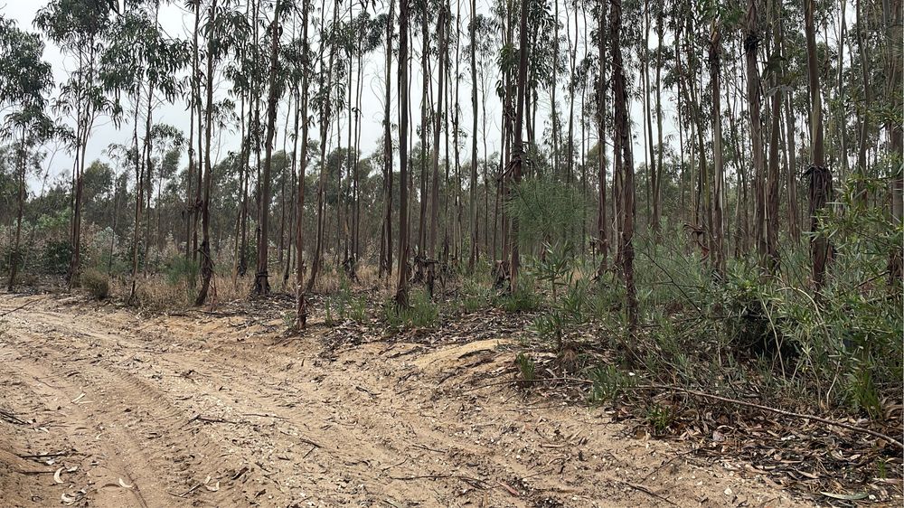 Terreno com Eucaliptos Plantados (2019) – Excelente Investimento