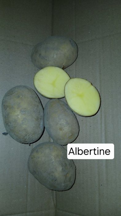 Ziemniak Albertine/Lea/Simonetta Soraya