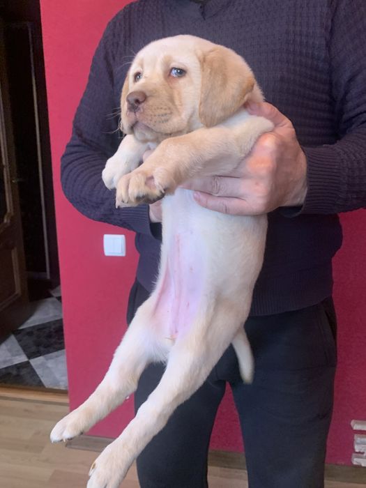 Шикарні щенята Лабрадорів