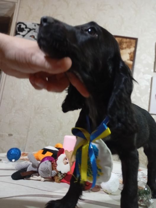 Спанієль дівчинка, девочка кокер спаниель