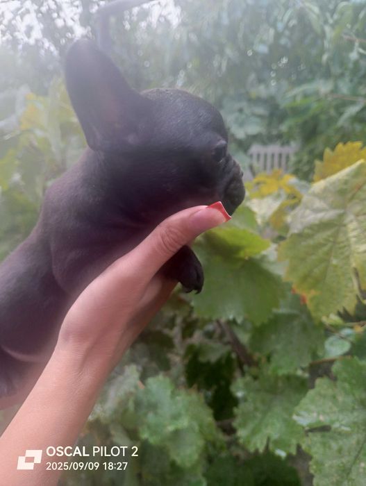 Продаю маленьких щенков французкого бульдога