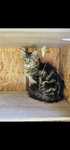 Piękna kotka Maine Coon / rodowód FPL / na kolanka