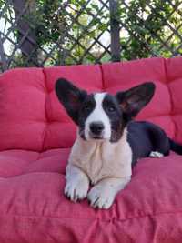 Welsh Corgi Cardigan Freya  FCI