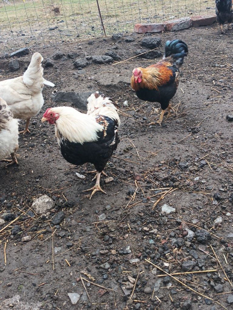 Sprzedam Kogutki