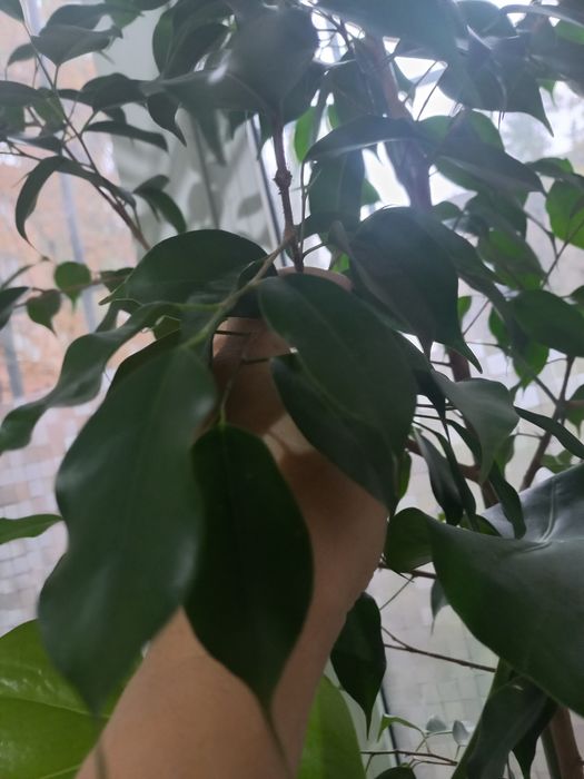 Монстера, фікус робуста, фвкус Бенджаміна, сансевиерия лауреті.