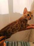 Gato bengal top.