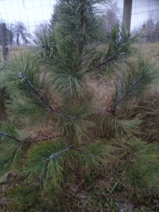 Sadzonki iglaków od 1m prosto z pola