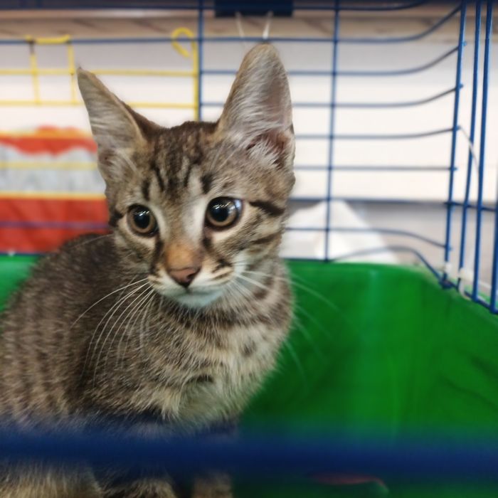 Котенок мальчик 3 мес