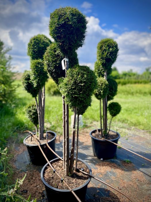 Bonsai Rosliny Formowane