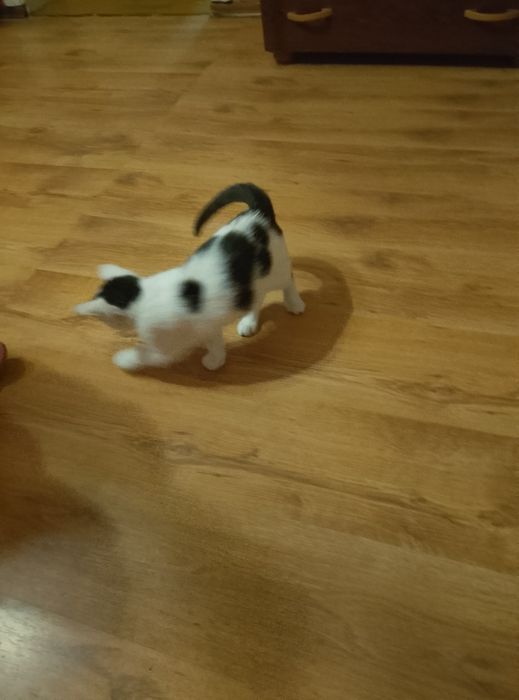 Mały kotek szuka domu