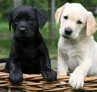 Щенки Лабрадора - ретривера