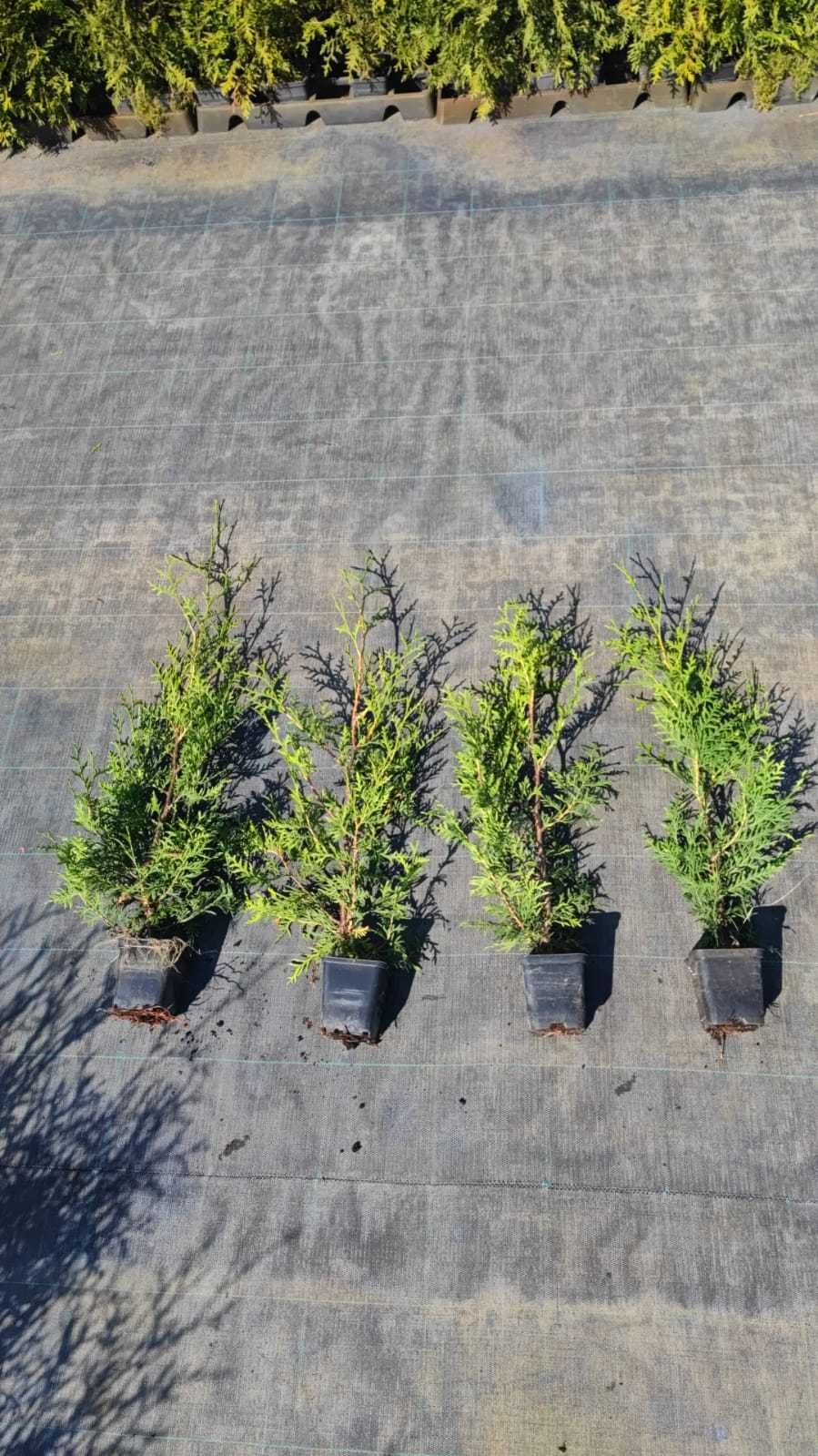 THUJA Smaragd Brabant p9 25-30cm