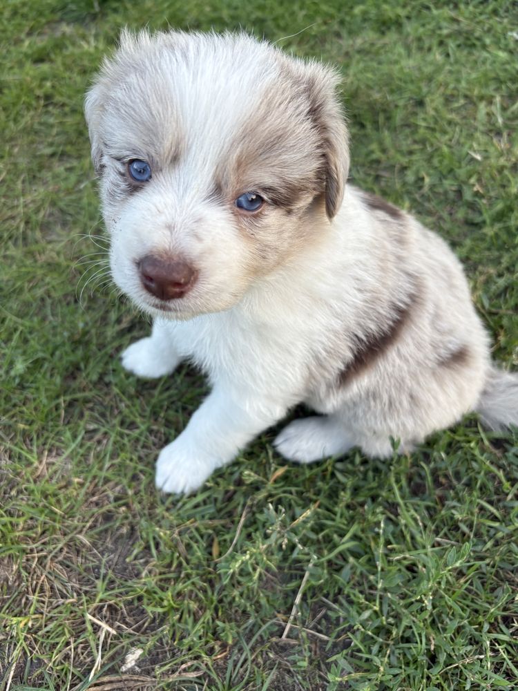Border Collie Red Merle suczka