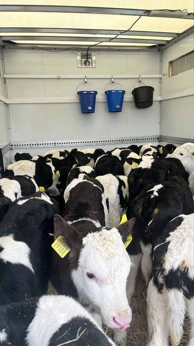 Sprzedam cielaki cielęta