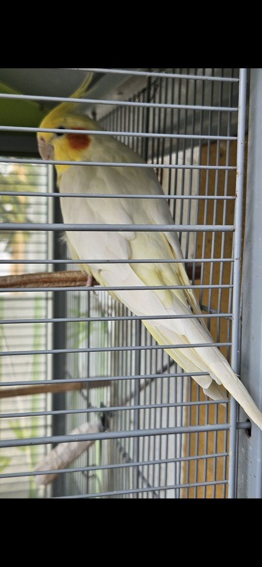 Casal de Caturras Reprodutor
