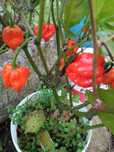 Malaguetas Carolina reaper , a mais picante do mundo