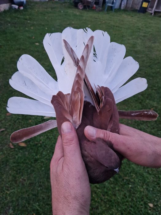 Orliki szariki gołębie