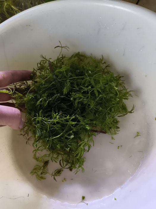 oddam roślinki akwariowe
