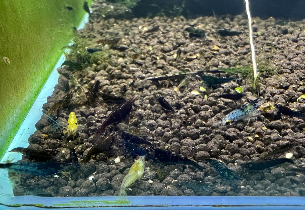 30x Neocaridias variadas