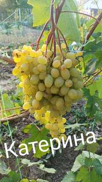 Саджанці винограду (власна любительська селекція)