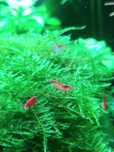 Krewetki Red Cherry Neocaridina davidi