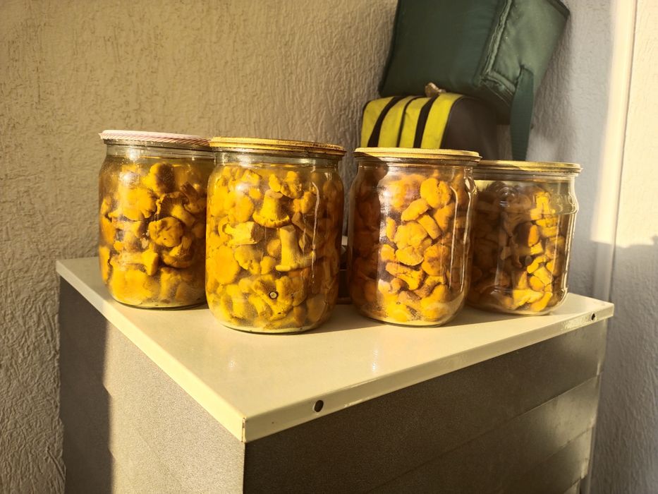 Лисички мариновані