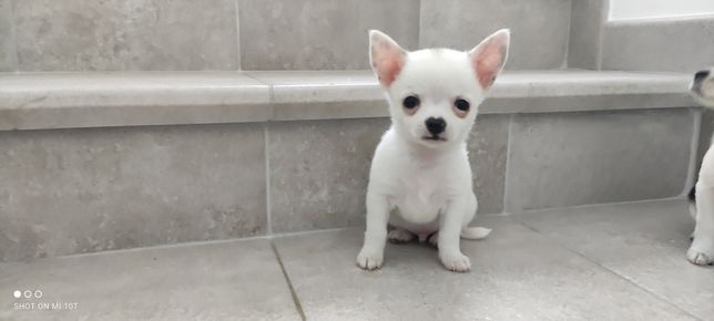 Chihuahua śliczne miniaturowe pieski i suczki- rozsądna cena