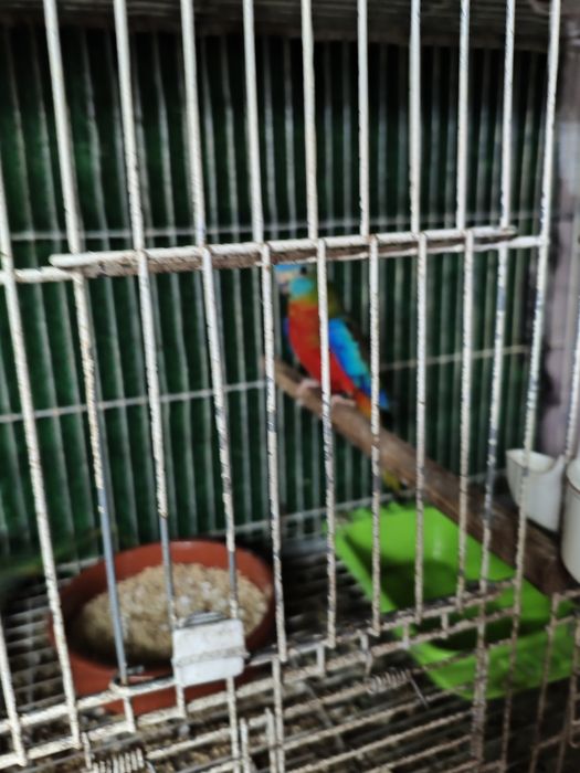 Turquiasines 2 machos