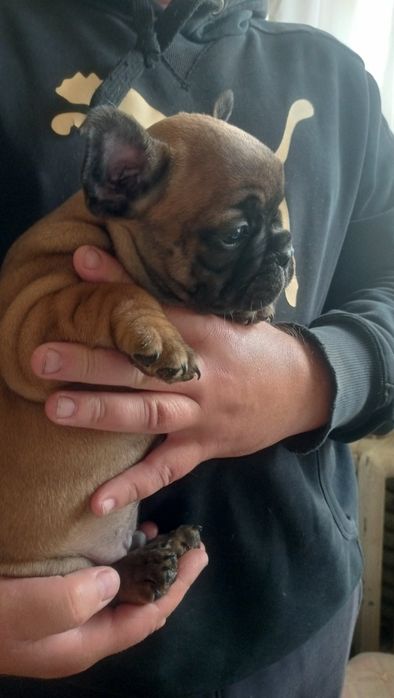 Готові переїхати до нової родини.